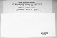 Melampsoridium betulinum image